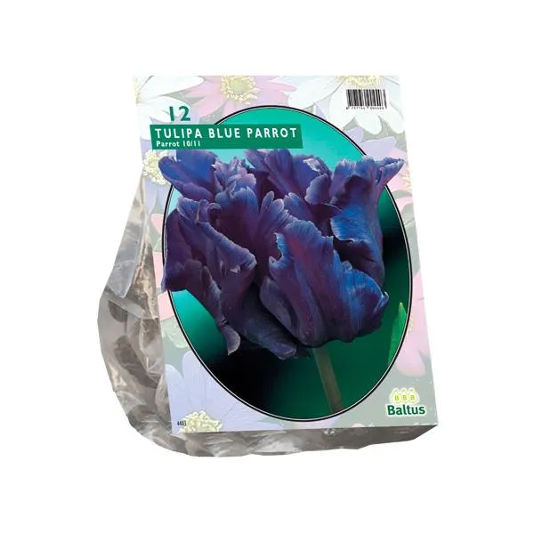 Tulipa Blauer Papagei, Sittich - 12 Stück