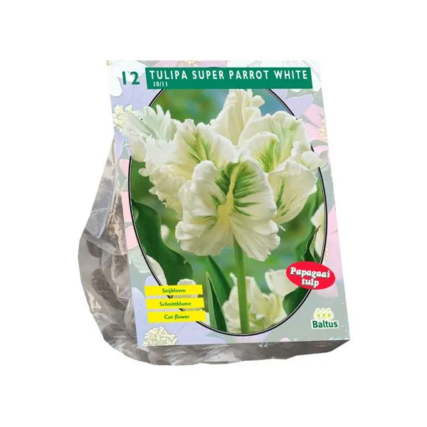 Tulipa Weißer Papagei, Sittich - 12 Stück
