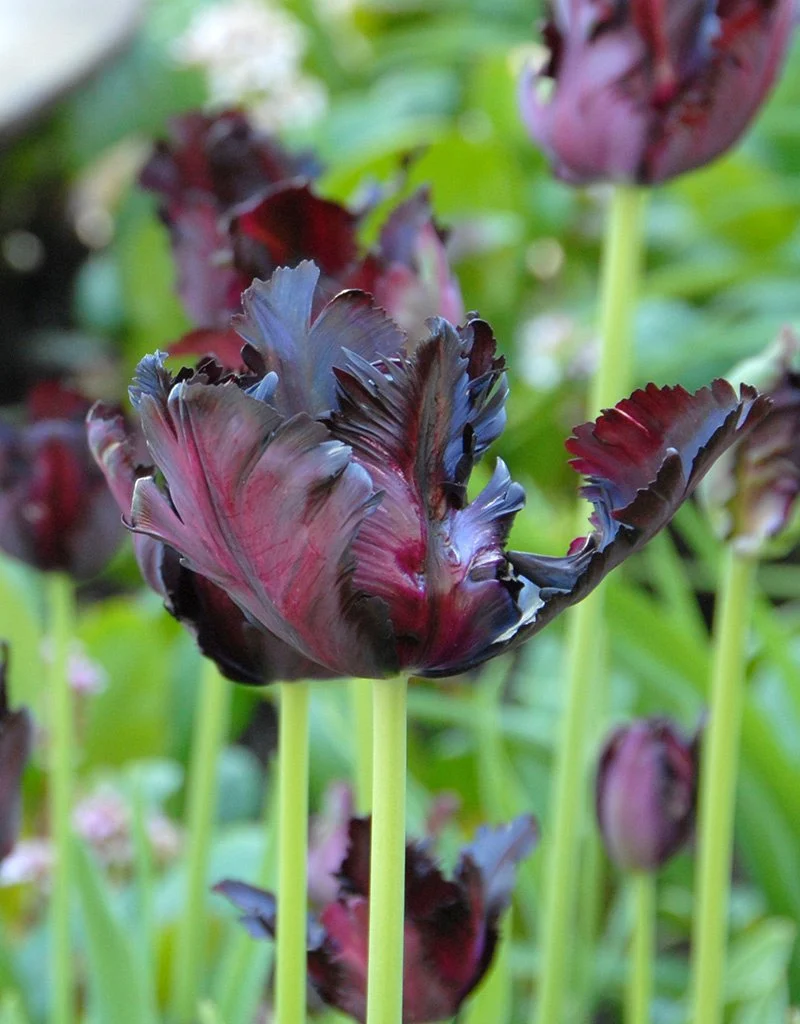 Tulipa Schwarzer Papagei, Sittich - 12 Stück