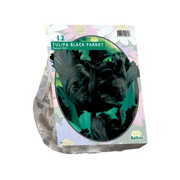 Tulipa Schwarzer Papagei, Sittich - 12 Stück
