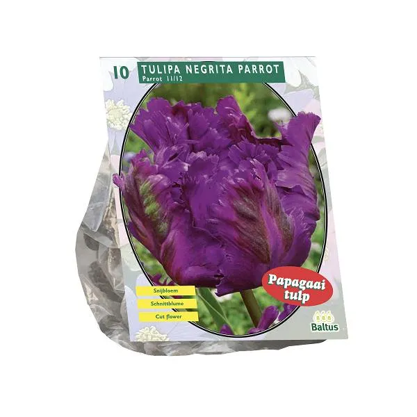 Tulipa Negrita Papagei, Sittich - 10 Stück
