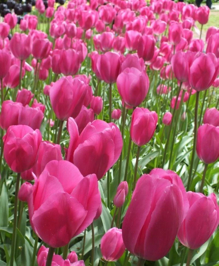 Tulipa Don Quichotte, Triumph - 20 Stück