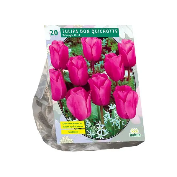 Tulipa Don Quichotte, Triumph - 20 Stück