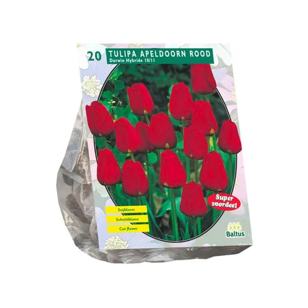 Tulipa Apeldoorn Red, Darwin - 15 Stück