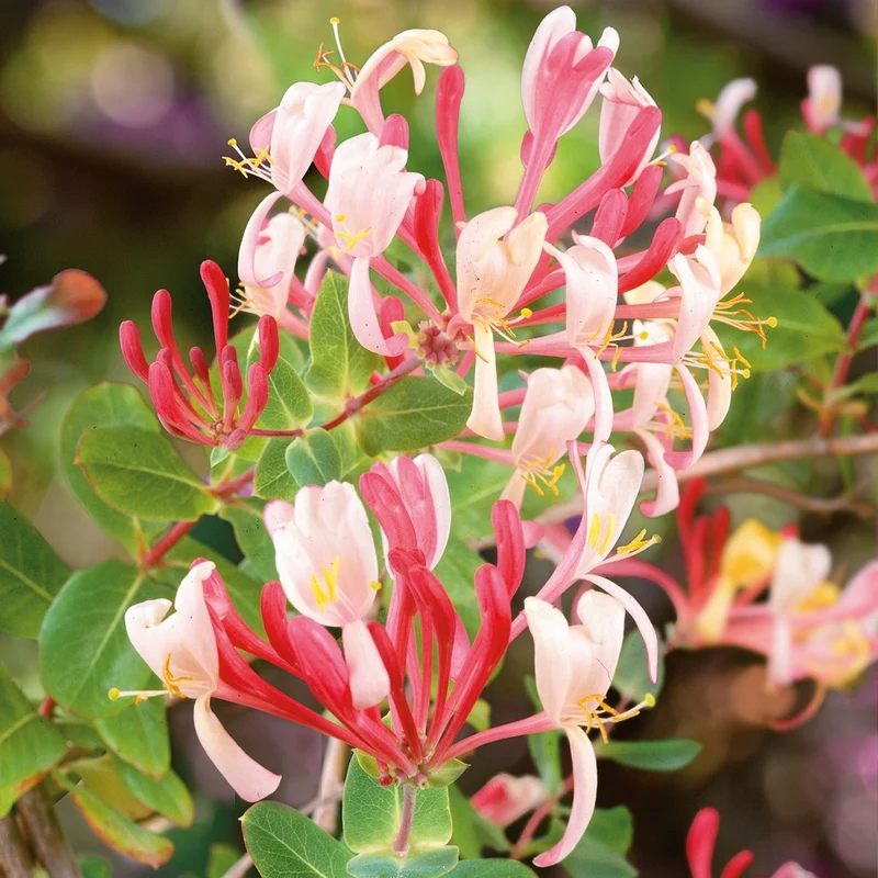 Mixed Honeysuckle Seeds Fragrant Cloud And Major Wheeler Honeysuckle Vine