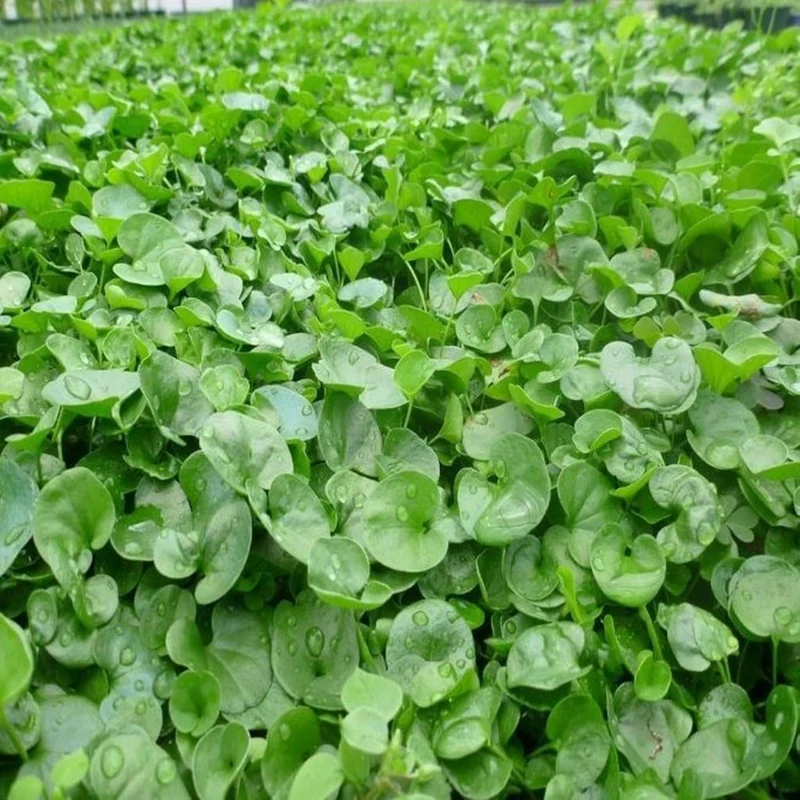 Dichondra Repens Seeds - Perennial Ground Cover Lawn Substitute