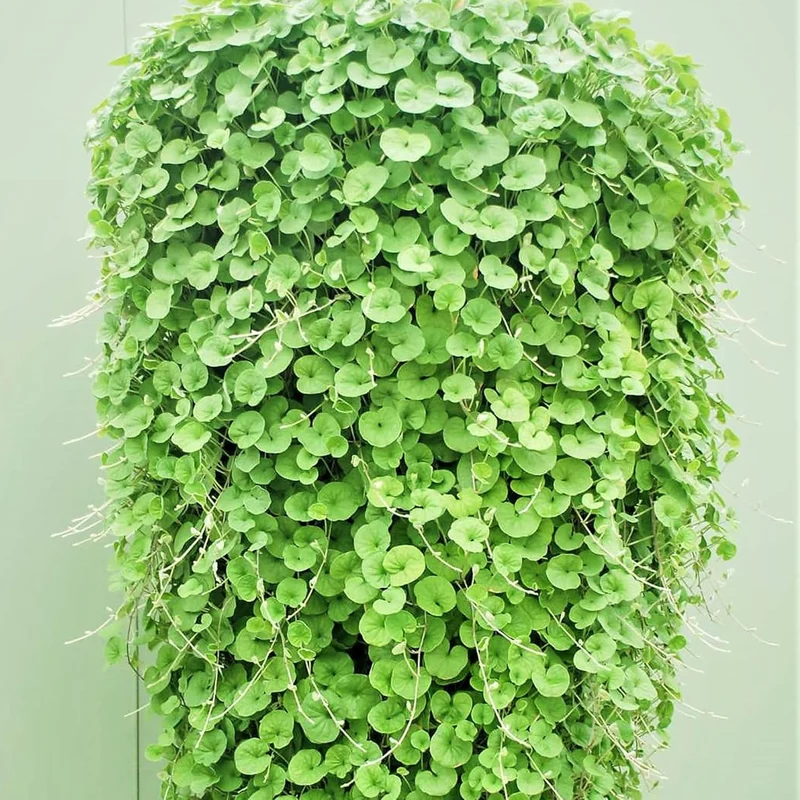 Dichondra Repens Seeds - Perennial Ground Cover Lawn Substitute