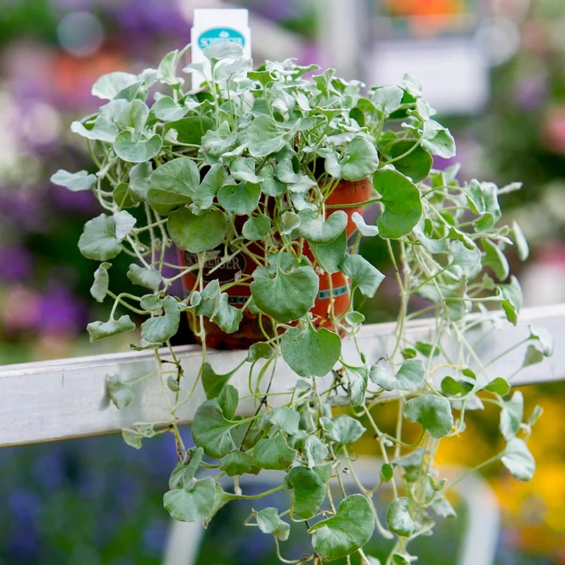 Dichondra Repens Seeds - Perennial Ground Cover Lawn Substitute