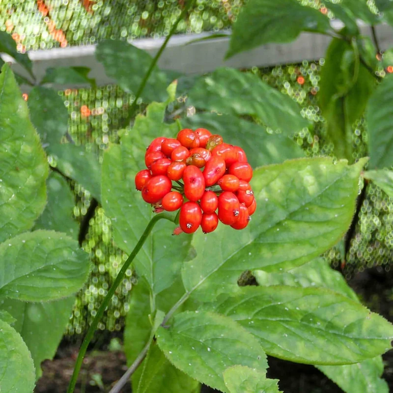 Korean Ginseng Seeds Panax Ginseng Perennial Health Benefits Garden Beds Outdoor Border Herb Seeds