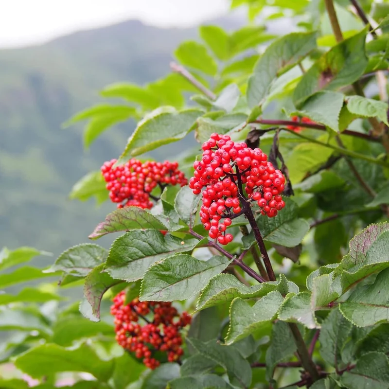 Korean Ginseng Seeds Panax Ginseng Perennial Health Benefits Garden Beds Outdoor Border Herb Seeds