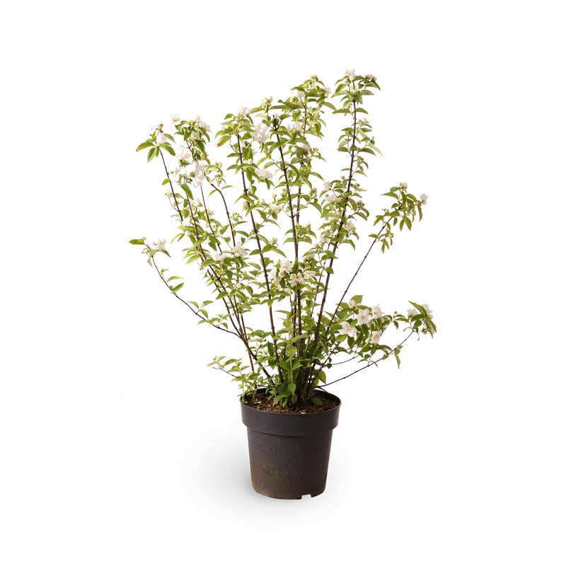 Gartenjasmin 'Snowgoose'