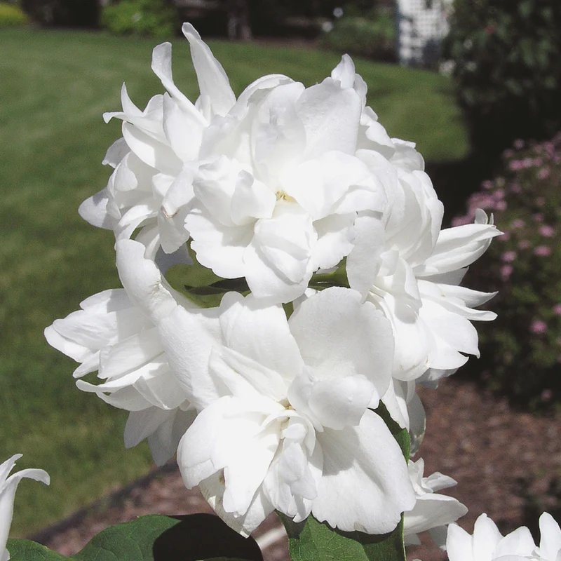 Gartenjasmin 'Snowgoose'