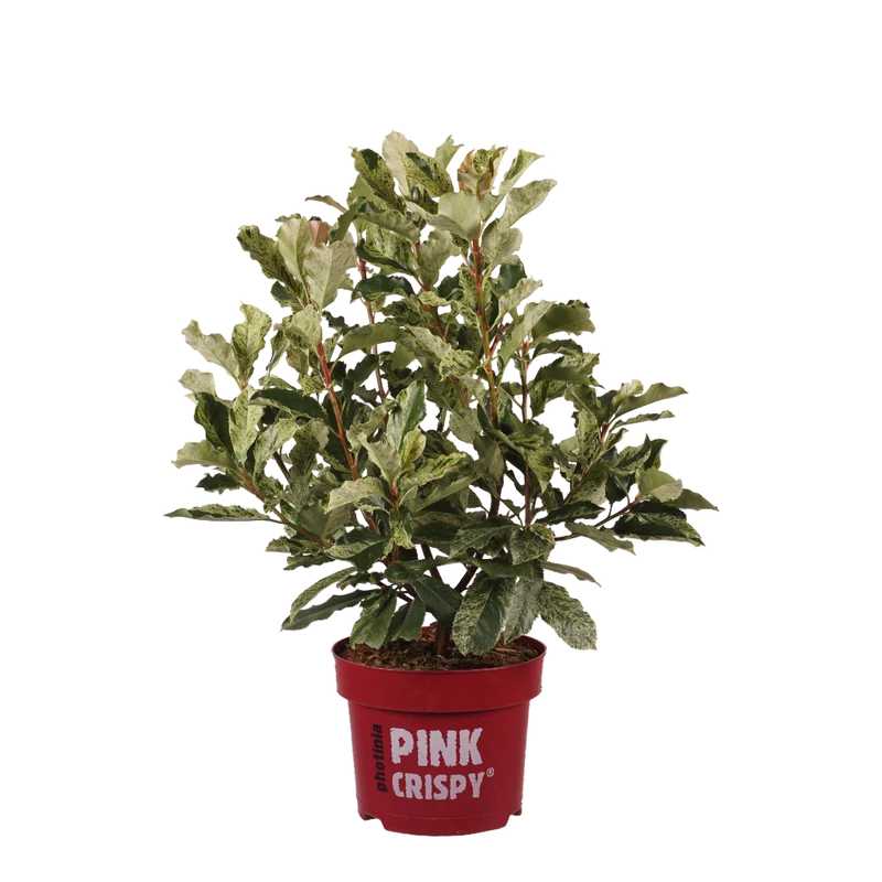 Glanzmispel 'Pink Crispy'®