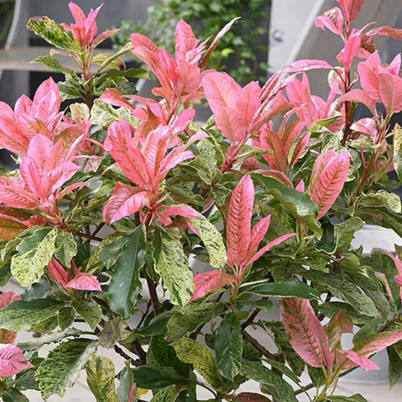 Glanzmispel 'Pink Crispy'®