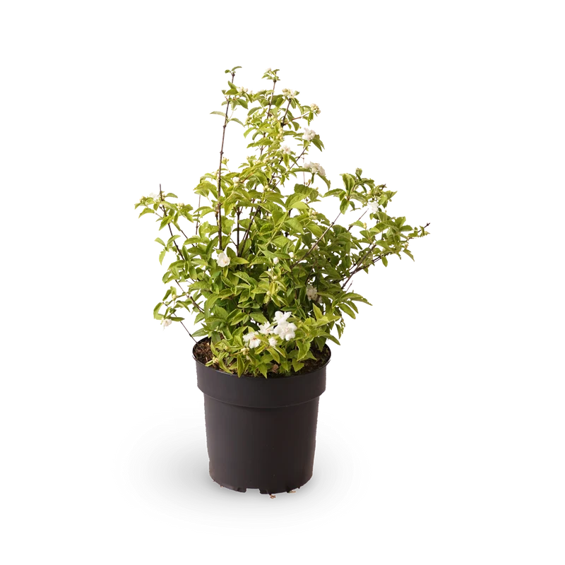Gartenjasmin 'Pearls of Perfume'®