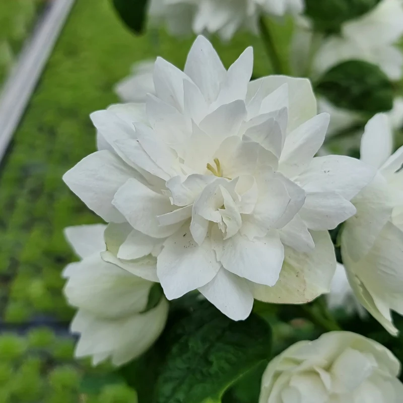 Gartenjasmin 'Pearls of Perfume'®