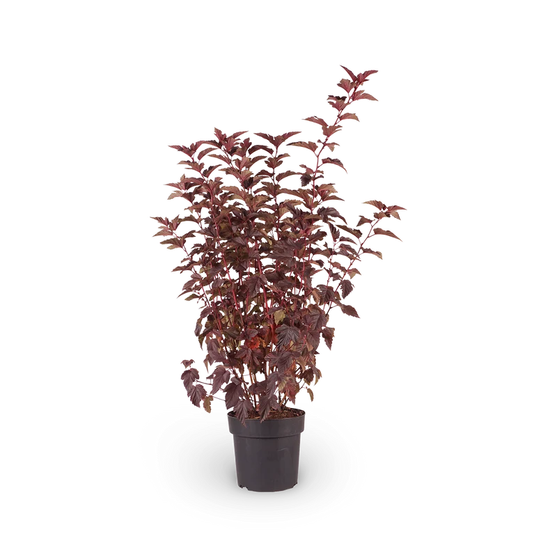 Blasenspiere 'Center Glow'®