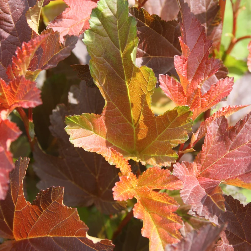 Blasenspiere 'Center Glow'®