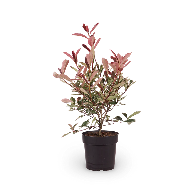 Weißgrüne Glanzmispel 'Pink Marble'®