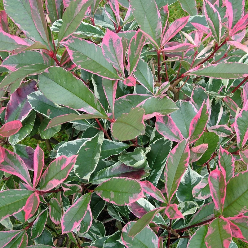 Weißgrüne Glanzmispel 'Pink Marble'®