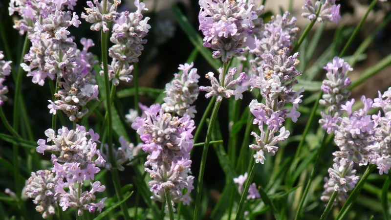 Lavendel (Lavandula angustifolia 'Rosea')