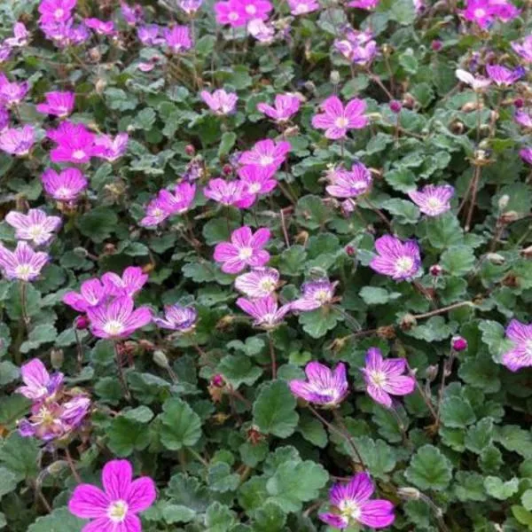Reiherschnabel (Erodium reichardii 'Bischop's Form')