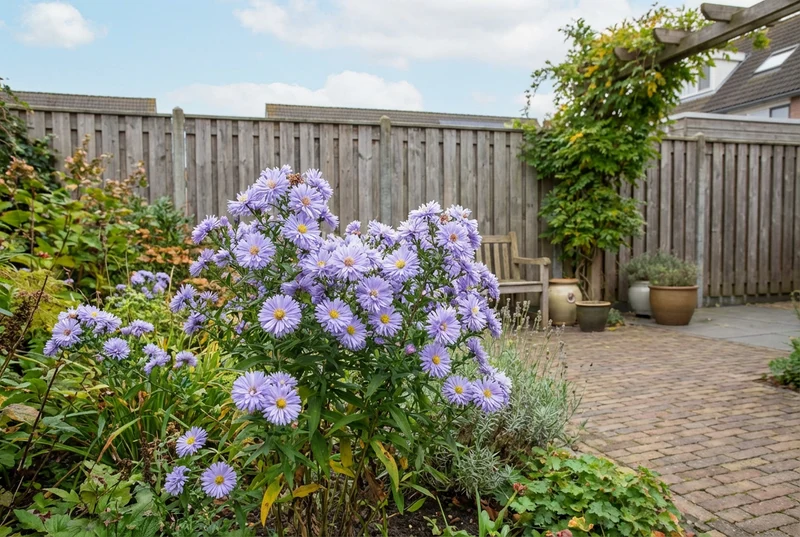 Herbstaster (Aster novi-belgii 'Marie Ballard')