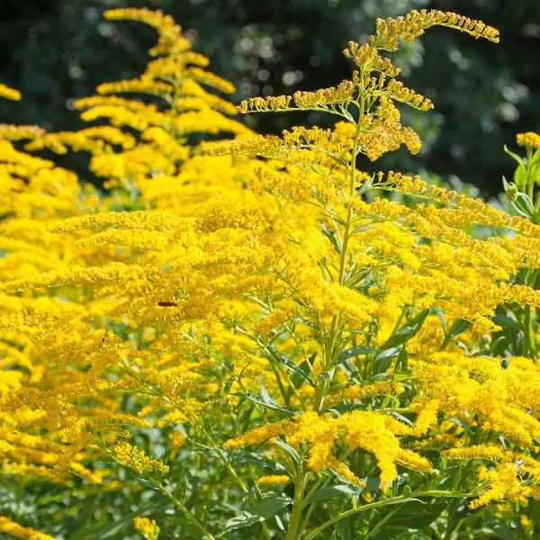 Goldrute (Solidago 'Goldkind')