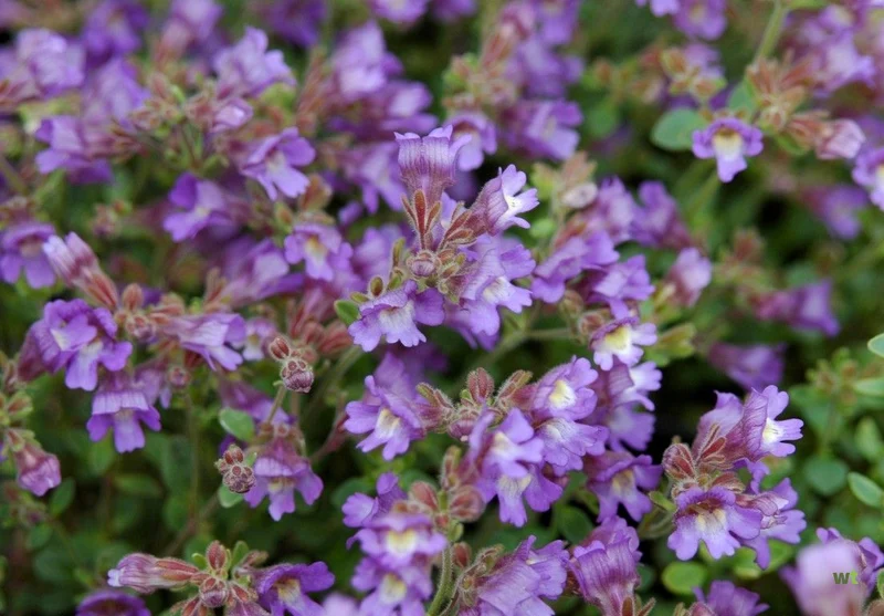 Chaenorhinum (Chaenorhinum orig. 'Blue Dream')