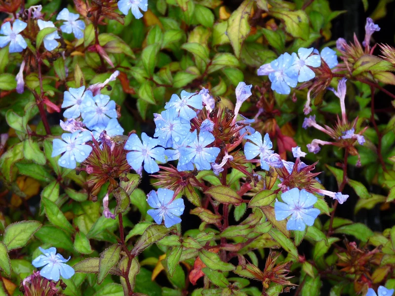 Bleiwurz (Cerastostigma plumbaginoides)