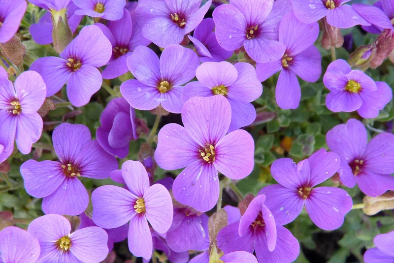 Aubrieta 'Hamburger Stadtpark' (Saumblume)