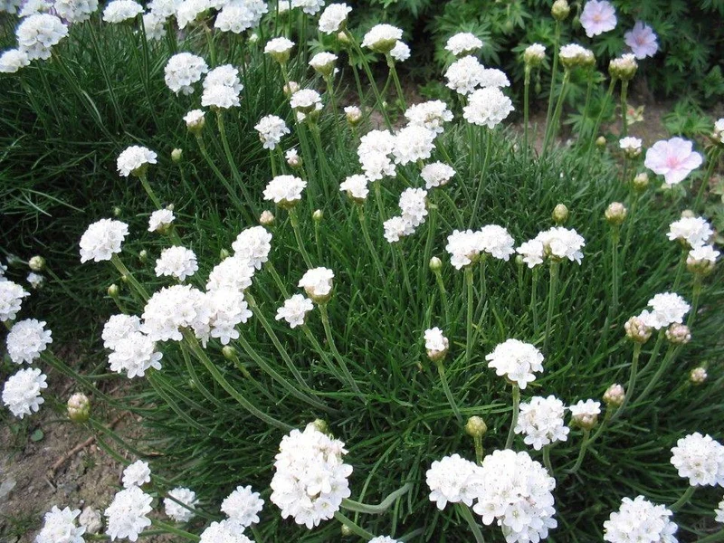 Englisches Gras (Armeria maritima 'Alba')