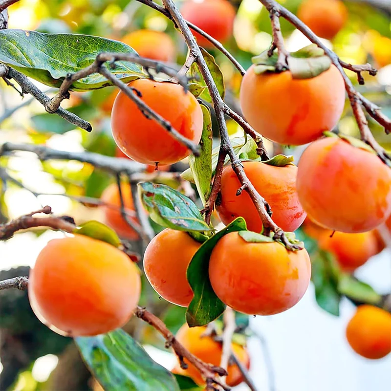 American Persimmon Fruit Seeds