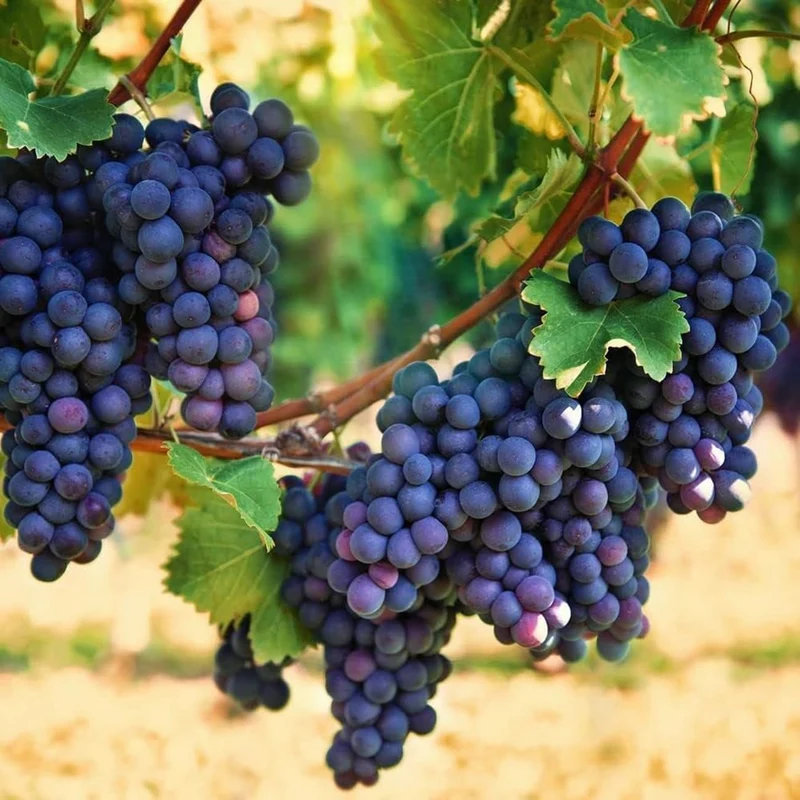Purple Concord Grape Fruit Seeds