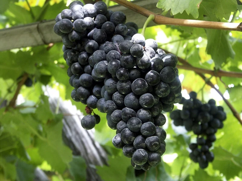 Purple Concord Grape Fruit Seeds