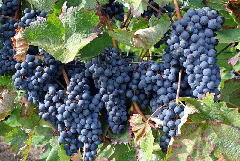 Purple Concord Grape Fruit Seeds