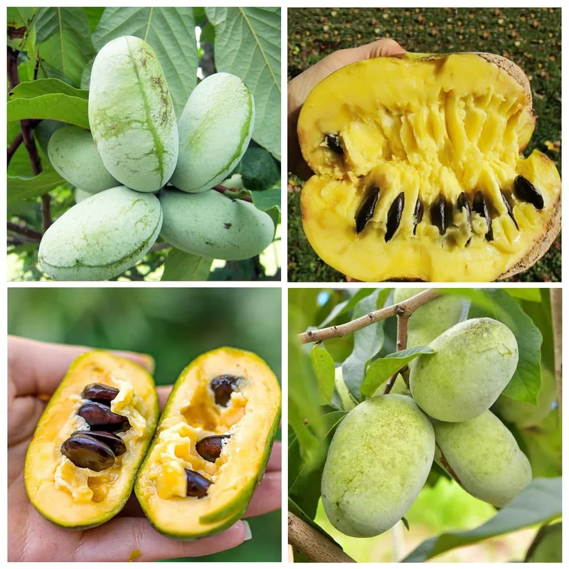 Paw Paw Fruit Seeds