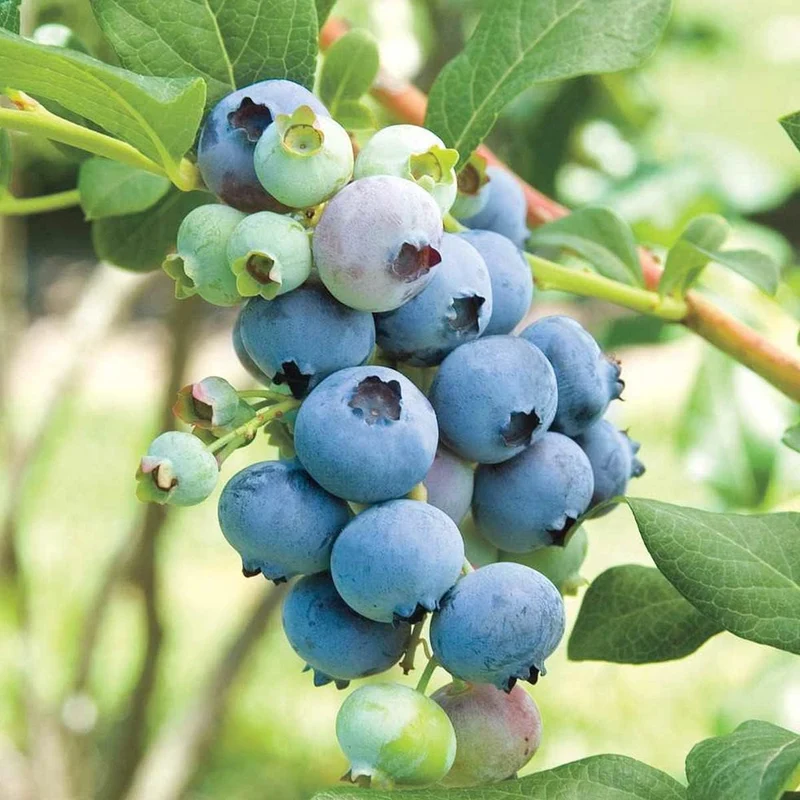 Northern Highbush Blueberry Fruit Seeds