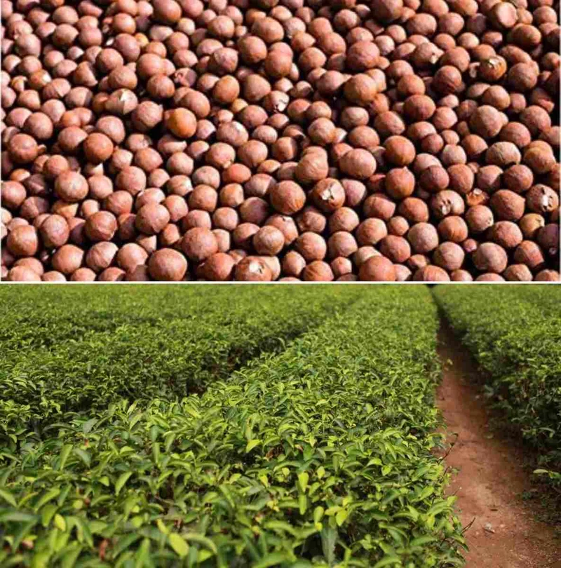 Tea Plant Seeds