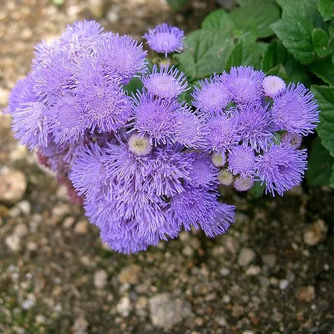 Blue Mistflower Seeds (Conoclinium coelestinum) - Hardy Upright Perennial Blooms