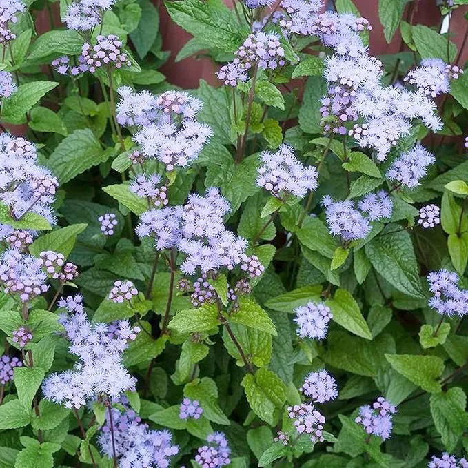 Blue Mistflower Seeds (Conoclinium coelestinum) - Hardy Upright Perennial Blooms