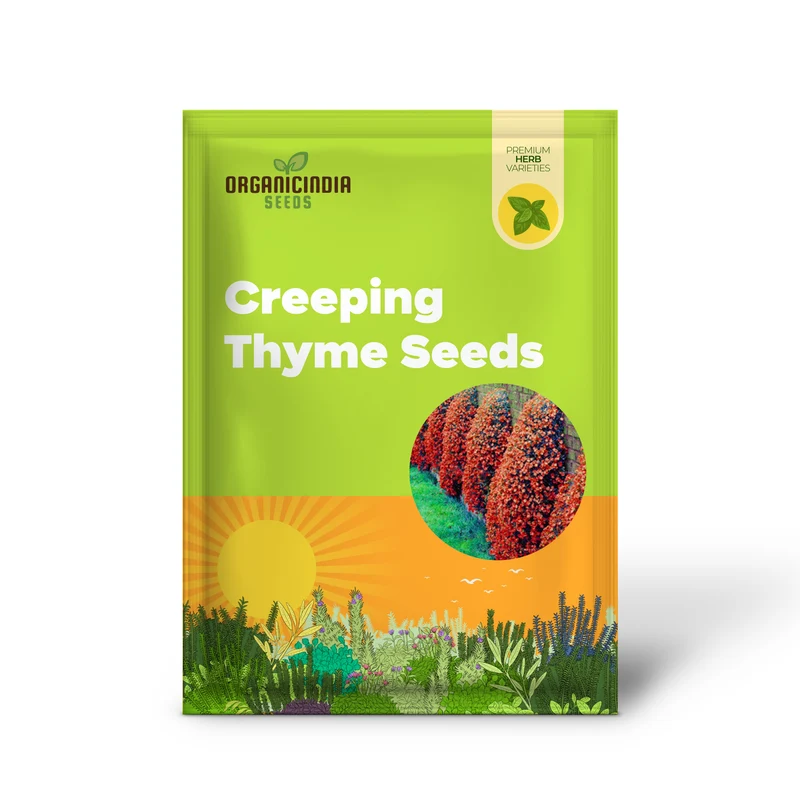 Orange Creeping Thyme Seeds Non GMO, Perennial, Fragrant And Low Maintenance Herb Seeds for Home Garden