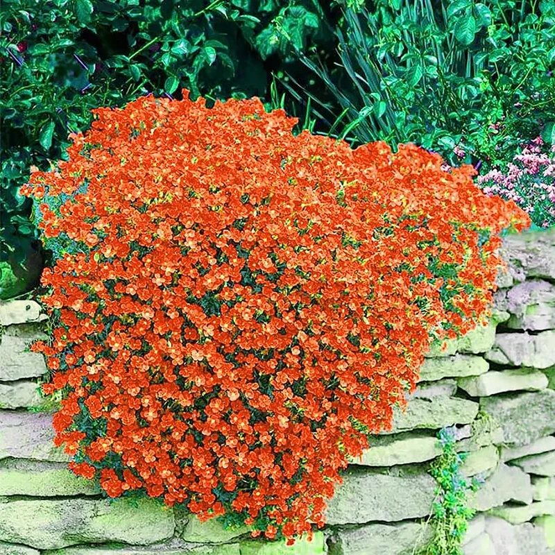 Orange Creeping Thyme Seeds Non GMO, Perennial, Fragrant And Low Maintenance Herb Seeds for Home Garden