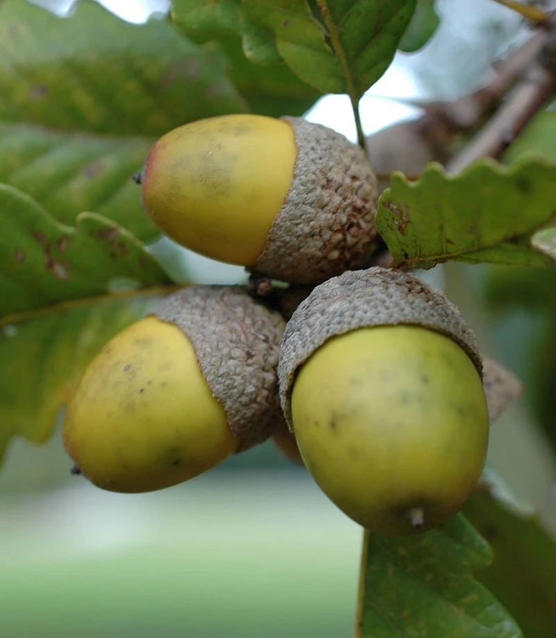 Chestnut Oak Acorn Seeds – Quercus prinus White Oak for Long-Lived Shade Trees