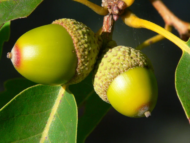 Chestnut Oak Acorn Seeds – Quercus prinus White Oak for Long-Lived Shade Trees