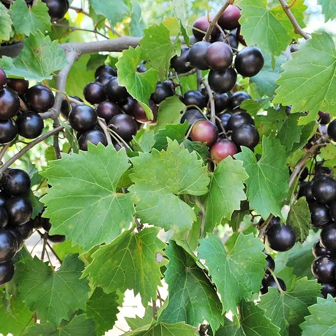 Muscadine Grape Seeds Climbing Vine Perennial, Fast Growing, Sweet And Tasty, Rich in Vitamins for Arbors, Pergolas, Trellises