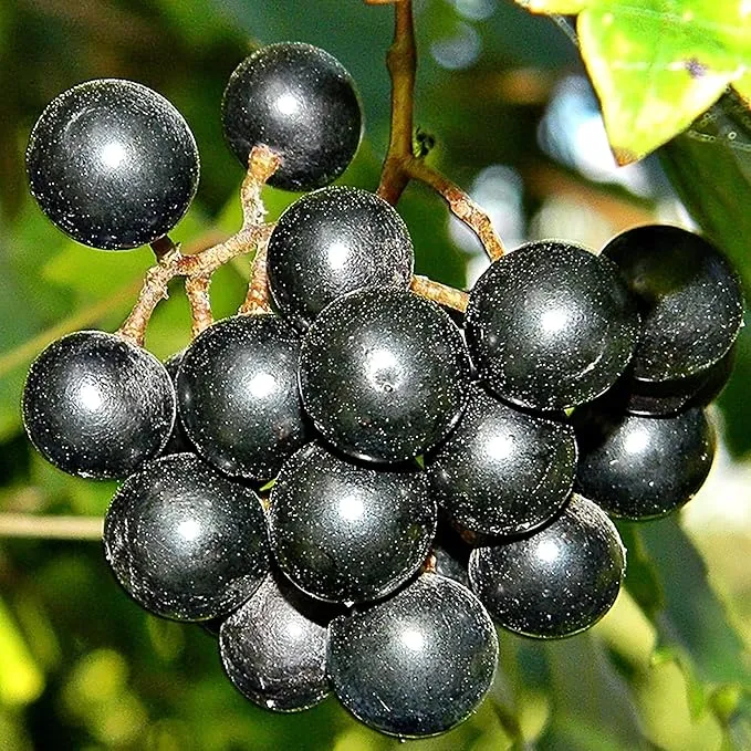 Muscadine Grape Seeds Climbing Vine Perennial, Fast Growing, Sweet And Tasty, Rich in Vitamins for Arbors, Pergolas, Trellises