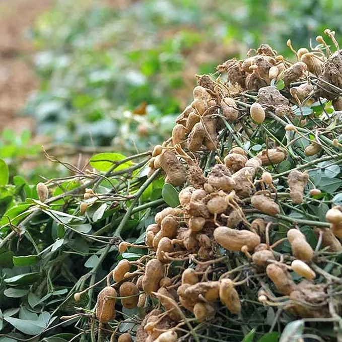 Peanut Seeds Virginia Jumbo, Non-GMO Fresh Garden Seeds, Gardener's Choice!