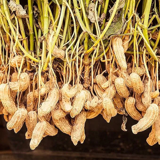 Peanut Seeds Virginia Jumbo, Non-GMO Fresh Garden Seeds, Gardener's Choice!