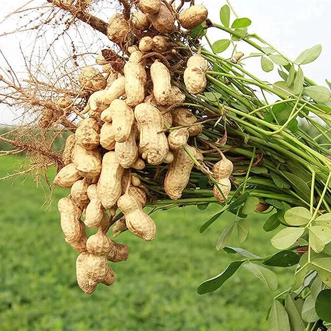 Peanut Seeds Virginia Jumbo, Non-GMO Fresh Garden Seeds, Gardener's Choice!